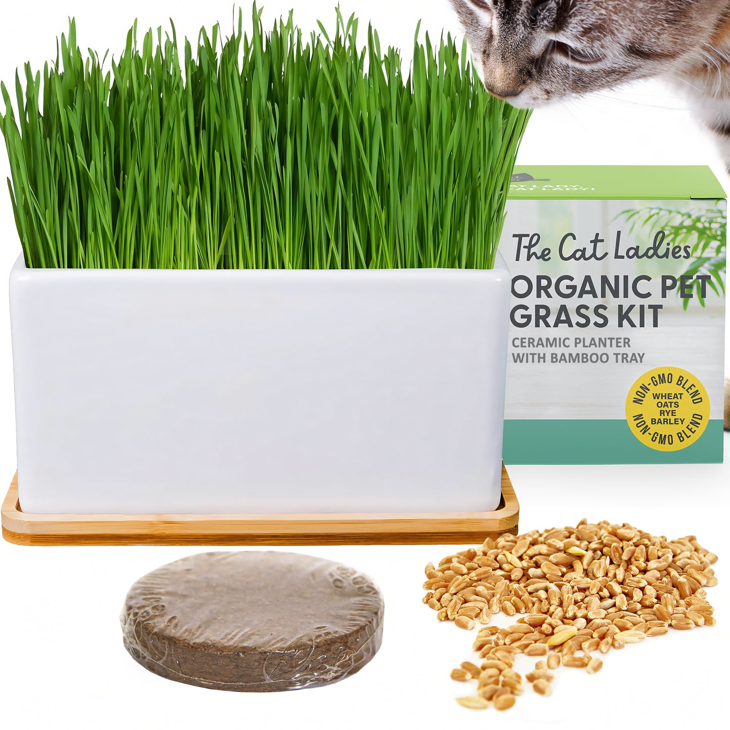 Ceramic Planter With Bamboo Tray Cat Grass Kit