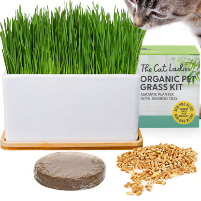 Ceramic Planter With Bamboo Tray Cat Grass Kit