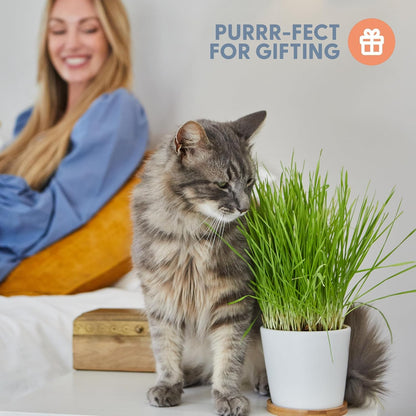 Two Pack Ceramic Planter with Bamboo Tray Cat Grass Kit