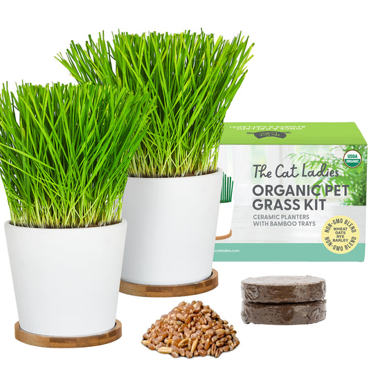 Two Pack Ceramic Planter with Bamboo Tray Cat Grass Kit