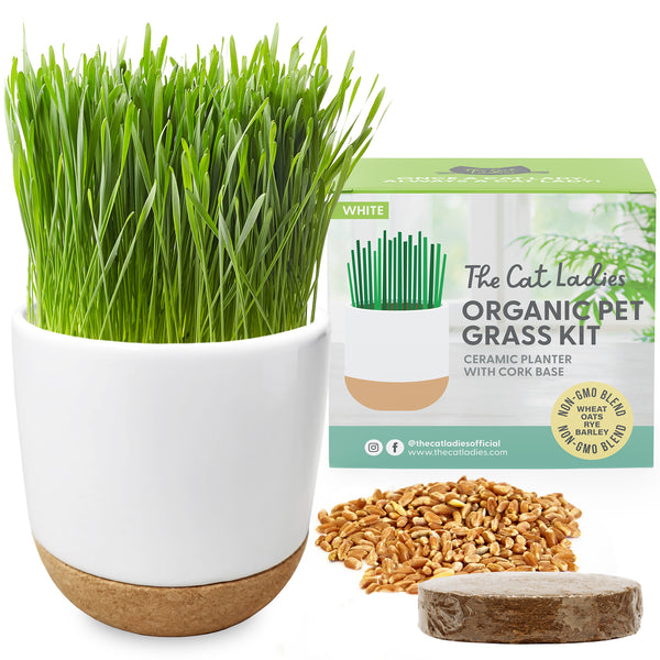 Ceramic & Cork Planter Cat Grass Kit