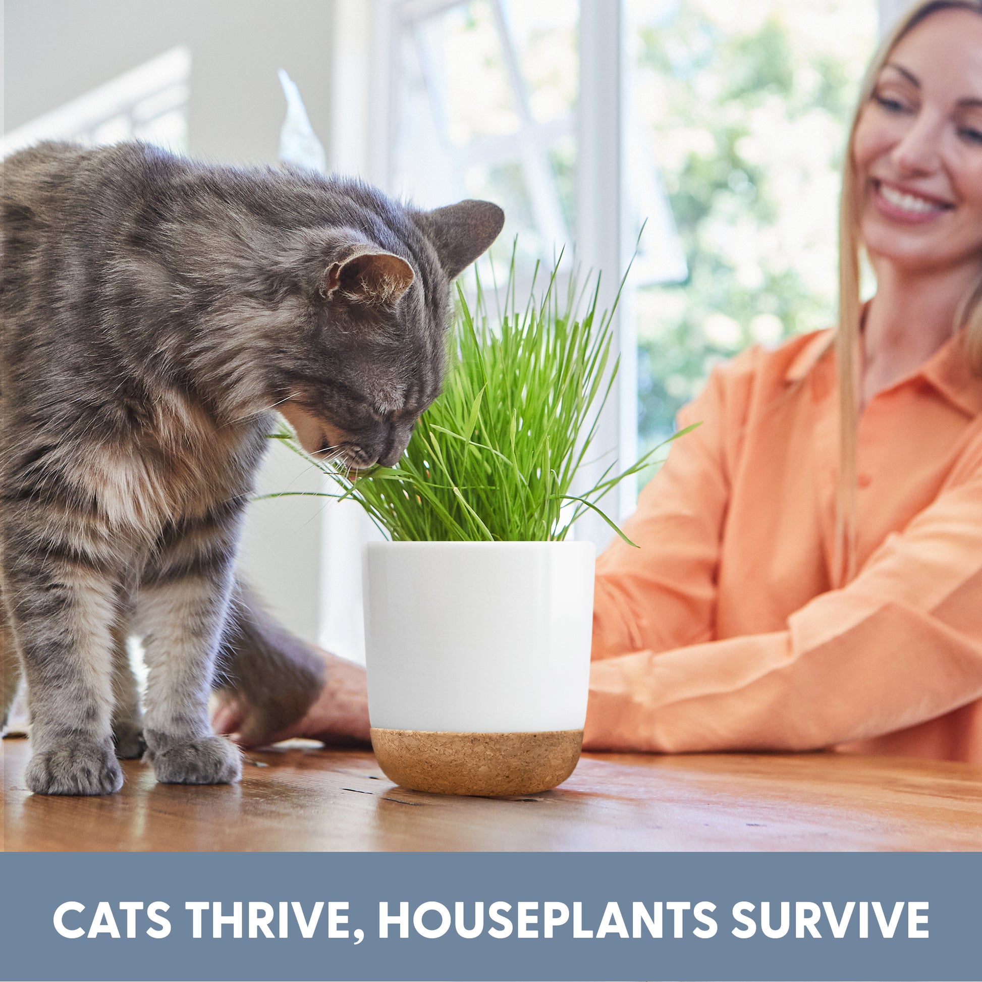 indoor cat grass planter Ceramic & Cork Planter Cat Grass Kit & Seeds