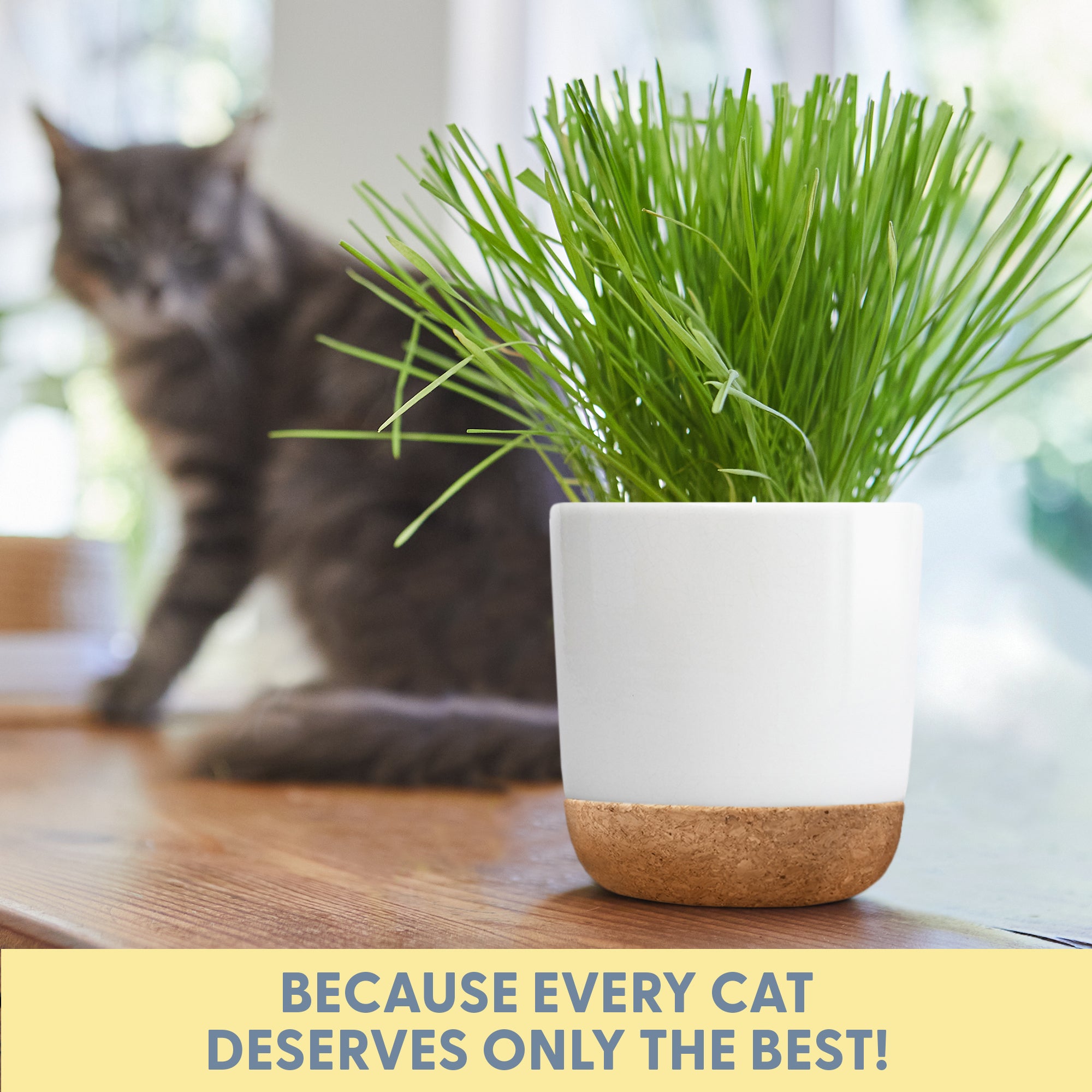 Ceramic & Cork Planter Cat Grass Kit