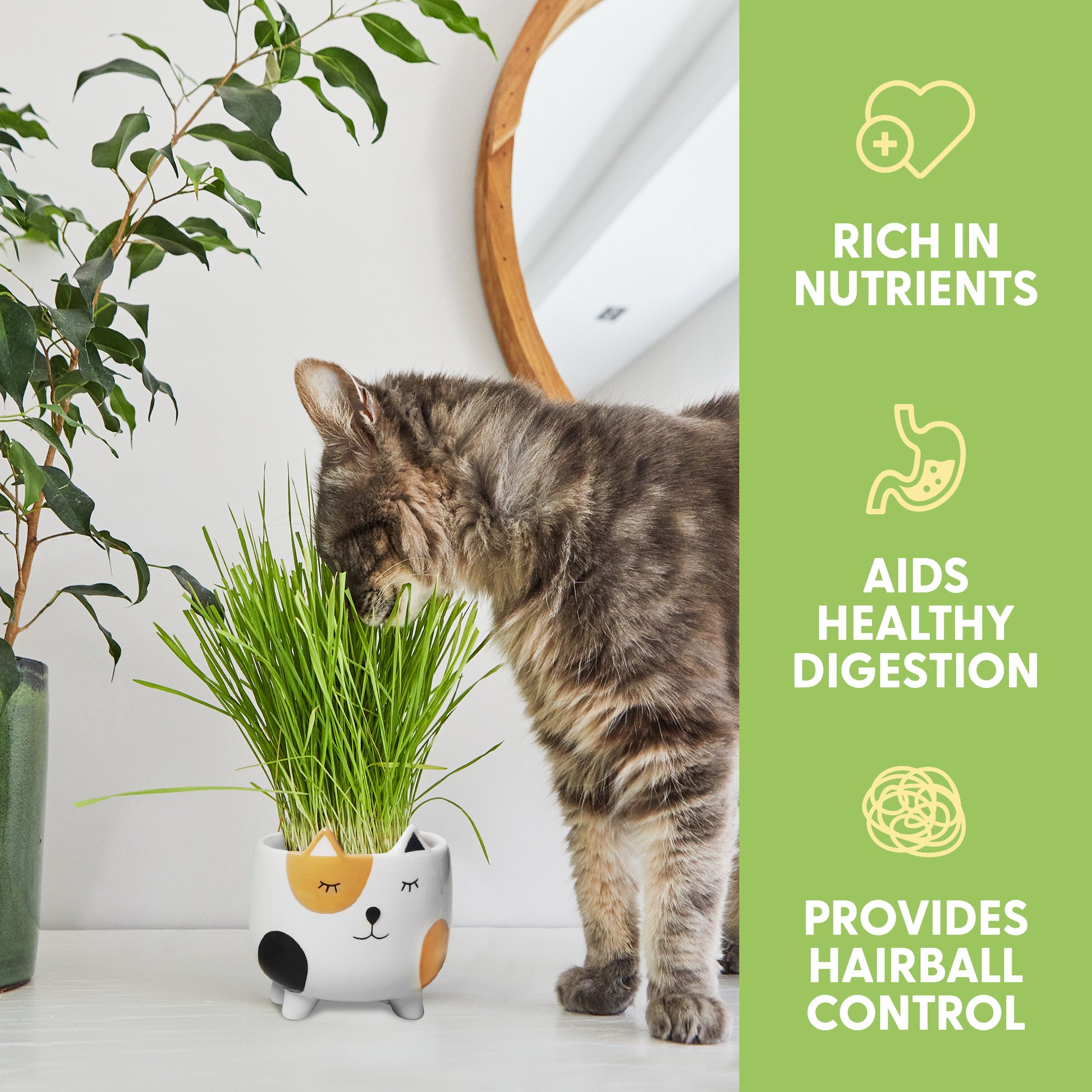 planting cat grass seeds Cat Grass Growing Kit with Cat Grass Seed