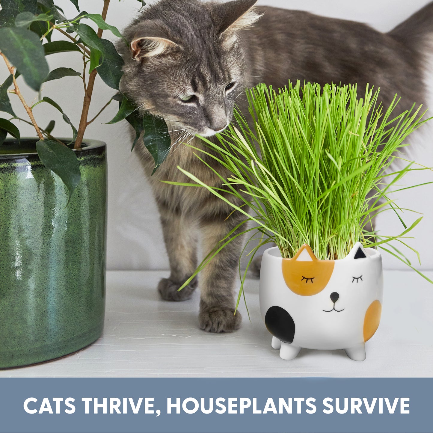 Cat Grass Growing Kit with Cat Grass Seed - Calico Cat Planter