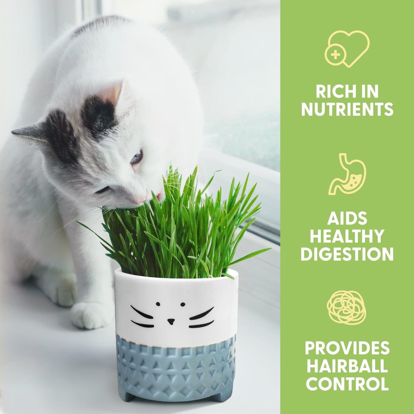 Cat Grass Growing Kit with Cat Grass Seed - Blue Cat Planter