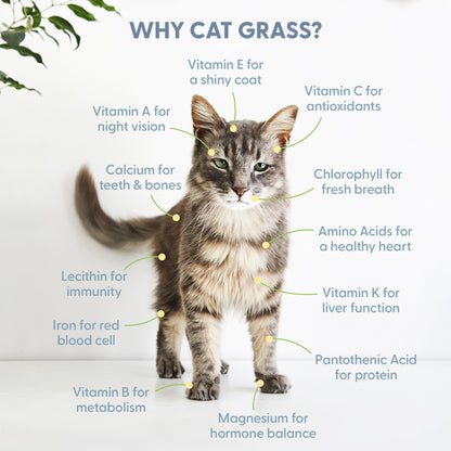 Cat Grass Growing Kit with Cat Grass Seed - Blue Cat Planter