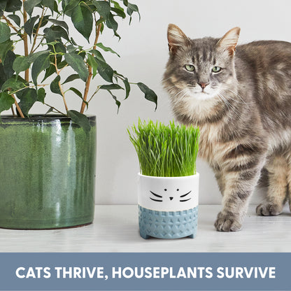 Cat Grass Growing Kit with Cat Grass Seed - Blue Cat Planter