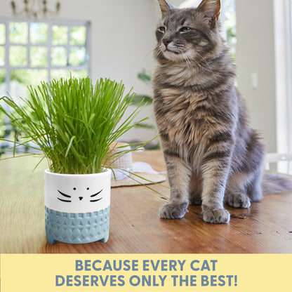 Cat Grass Growing Kit with Cat Grass Seed - Blue Cat Planter