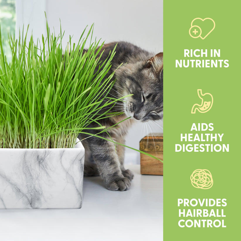 Cat Grass Growing Kit Cat Grass Seed Starter Kit (Marblelook Cerami