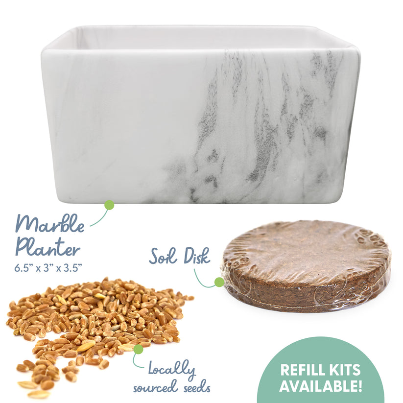 Cat Grass Growing Kit Cat Grass Seed Starter Kit (Marblelook Cerami