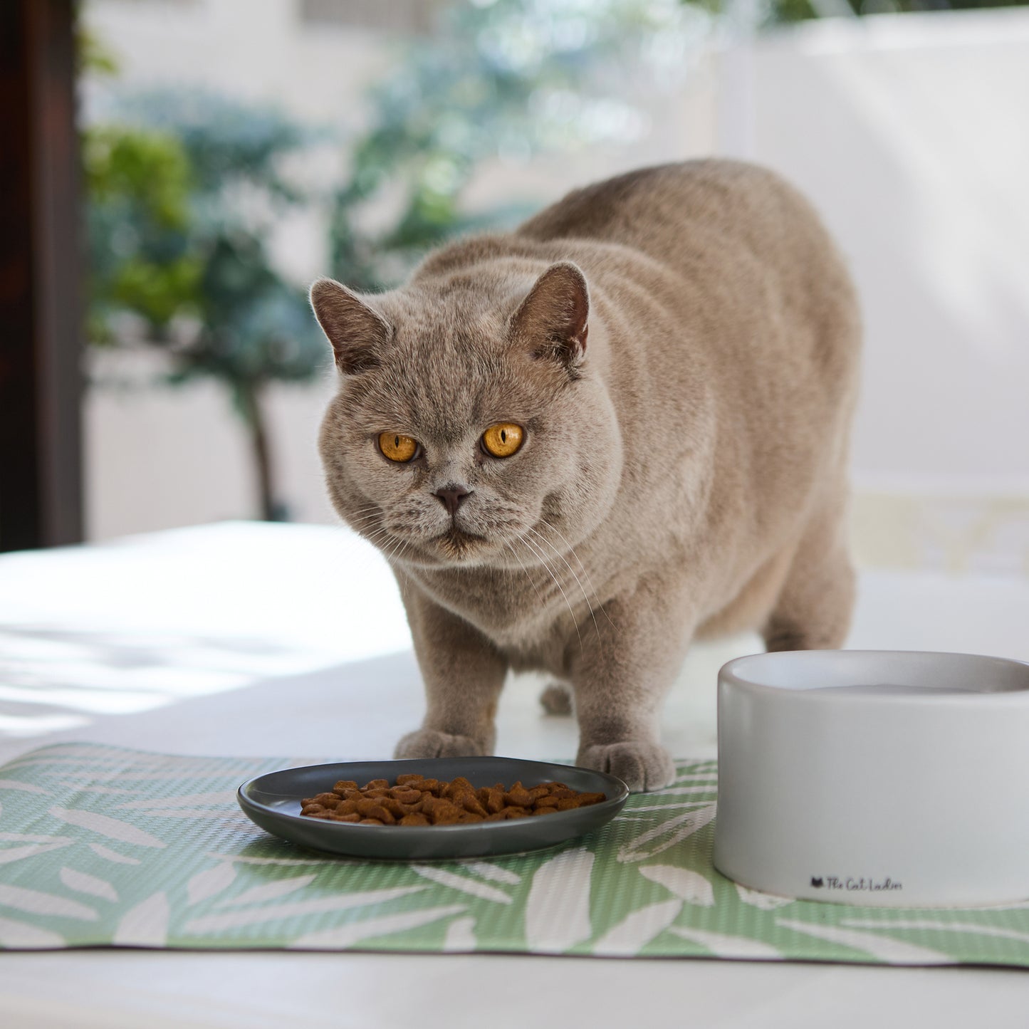 Feeding Mat for Food and Water Bowl