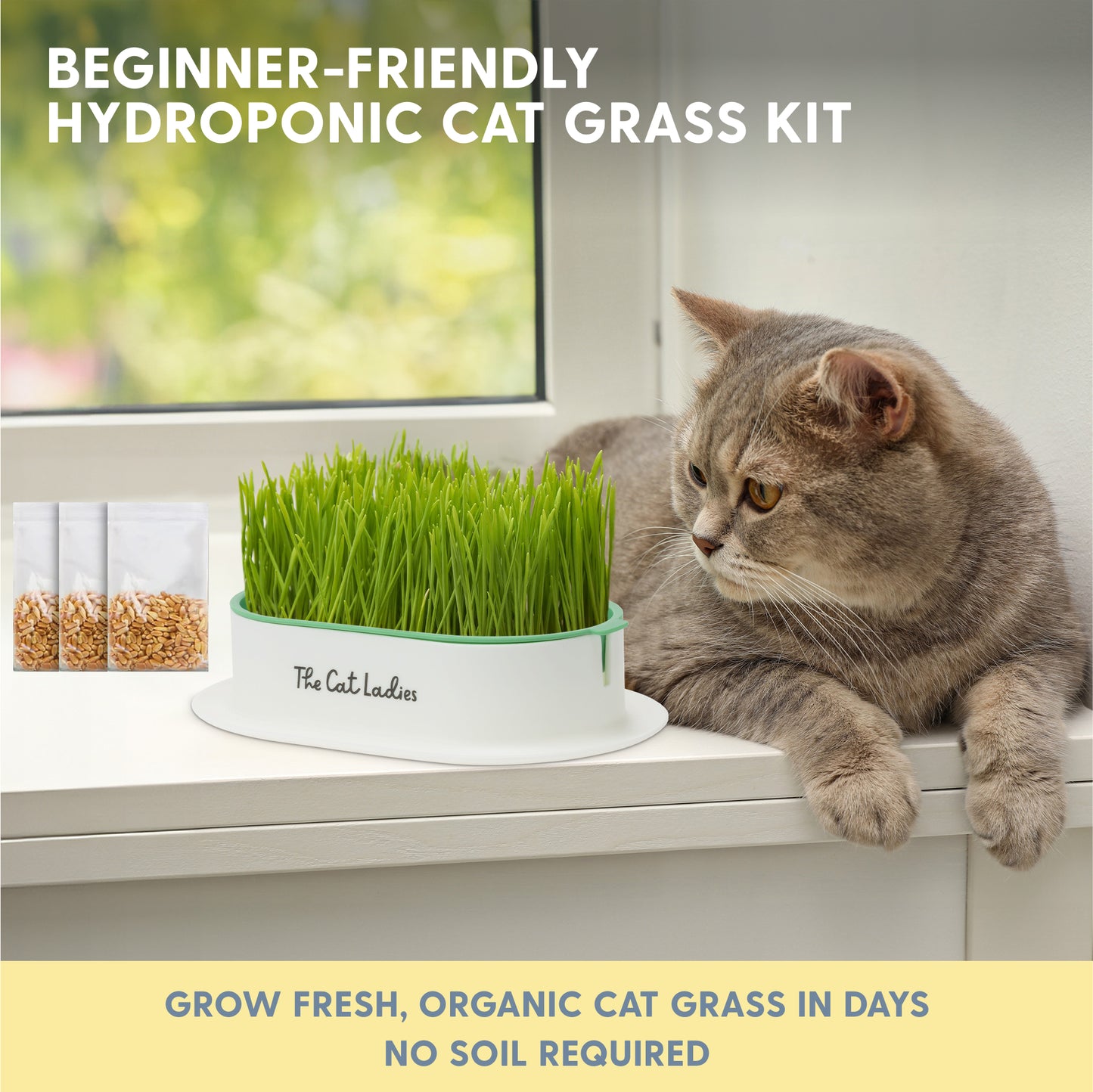 Hydroponic Cat Grass Growing Kit