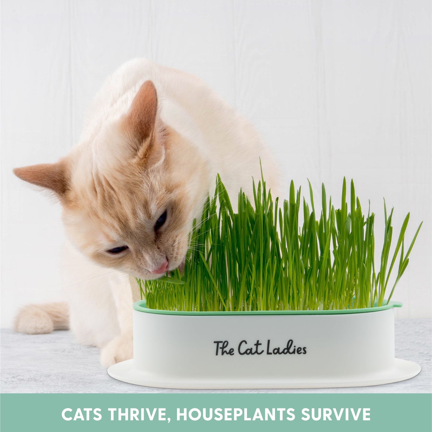 Hydroponic Cat Grass Growing Kit