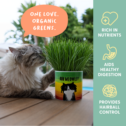 Planet Cat Bob Meowley Ceramic Cat Grass Kit