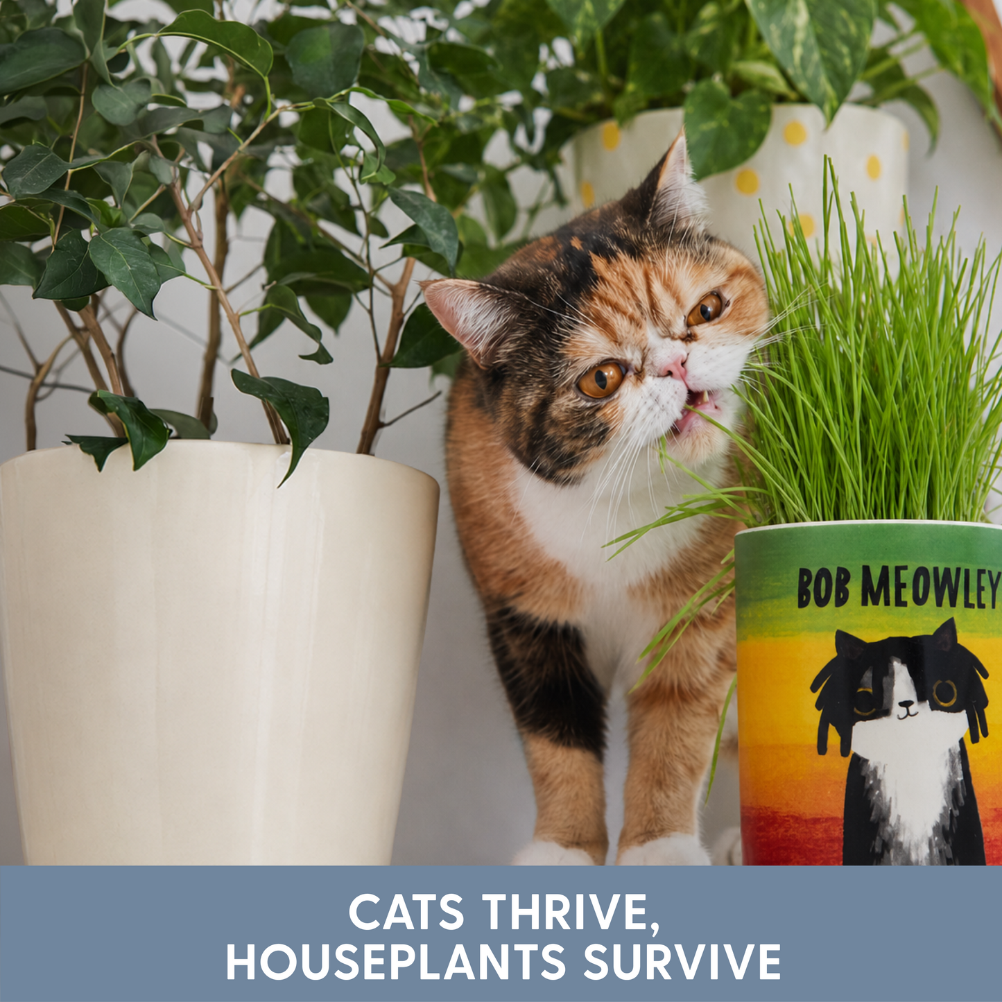 Planet Cat Bob Meowley Ceramic Cat Grass Kit