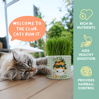 Planet Cat Crazy Cat Lady Ceramic Cat Grass Kit