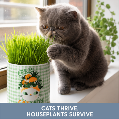 Planet Cat Crazy Cat Lady Ceramic Cat Grass Kit