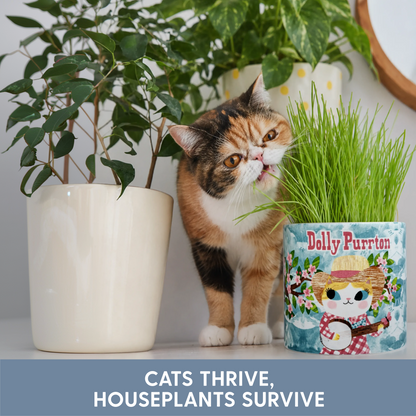 Planet Cat Dolly Purrton Ceramic Cat Grass Kit