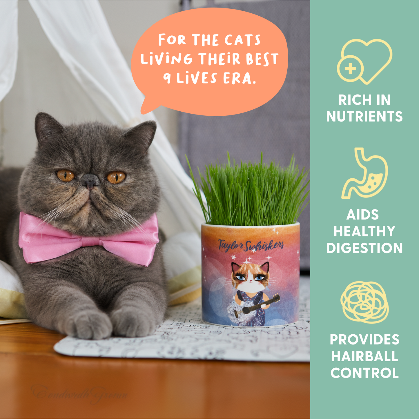 Planet Cat Taylor Swhiskers Ceramic Cat Grass Kit