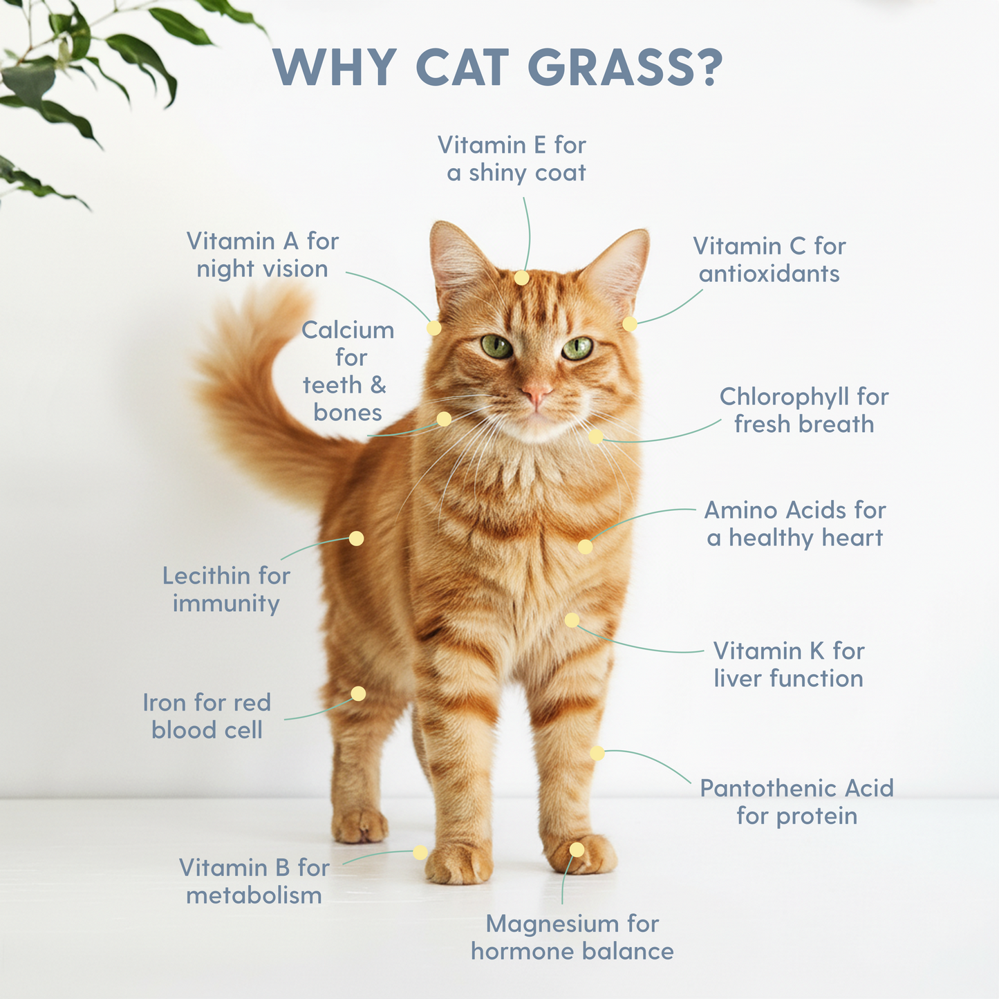 Planet Cat Taylor Swhiskers Ceramic Cat Grass Kit