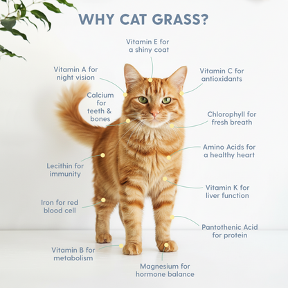 Planet Cat Taylor Swhiskers Ceramic Cat Grass Kit