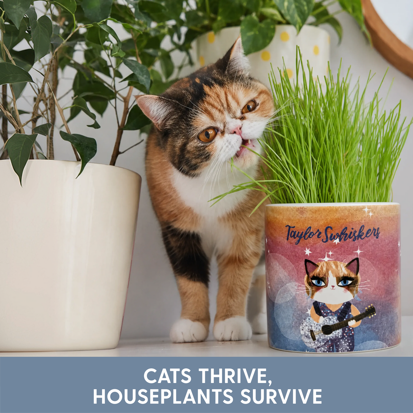 Planet Cat Taylor Swhiskers Ceramic Cat Grass Kit