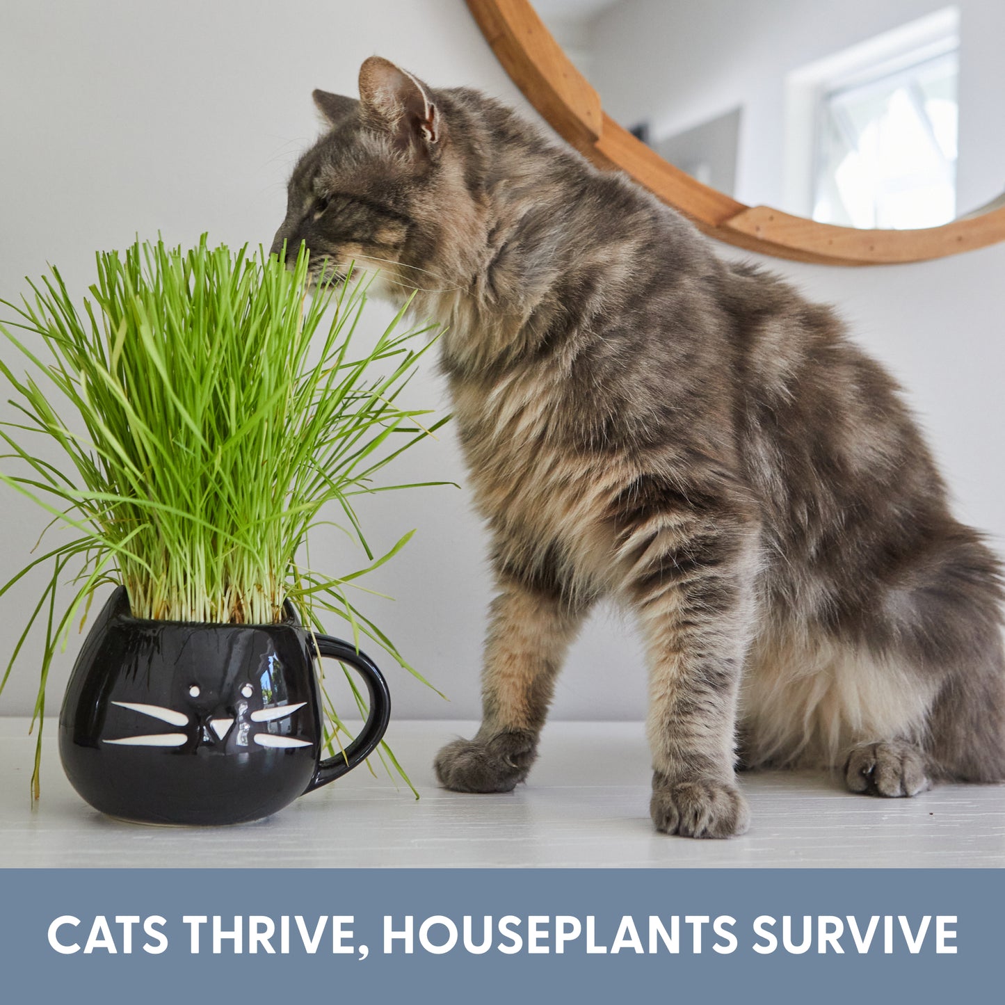 Cat Grass Growing Kit with Organic Seed - Black Cat Mug Planter