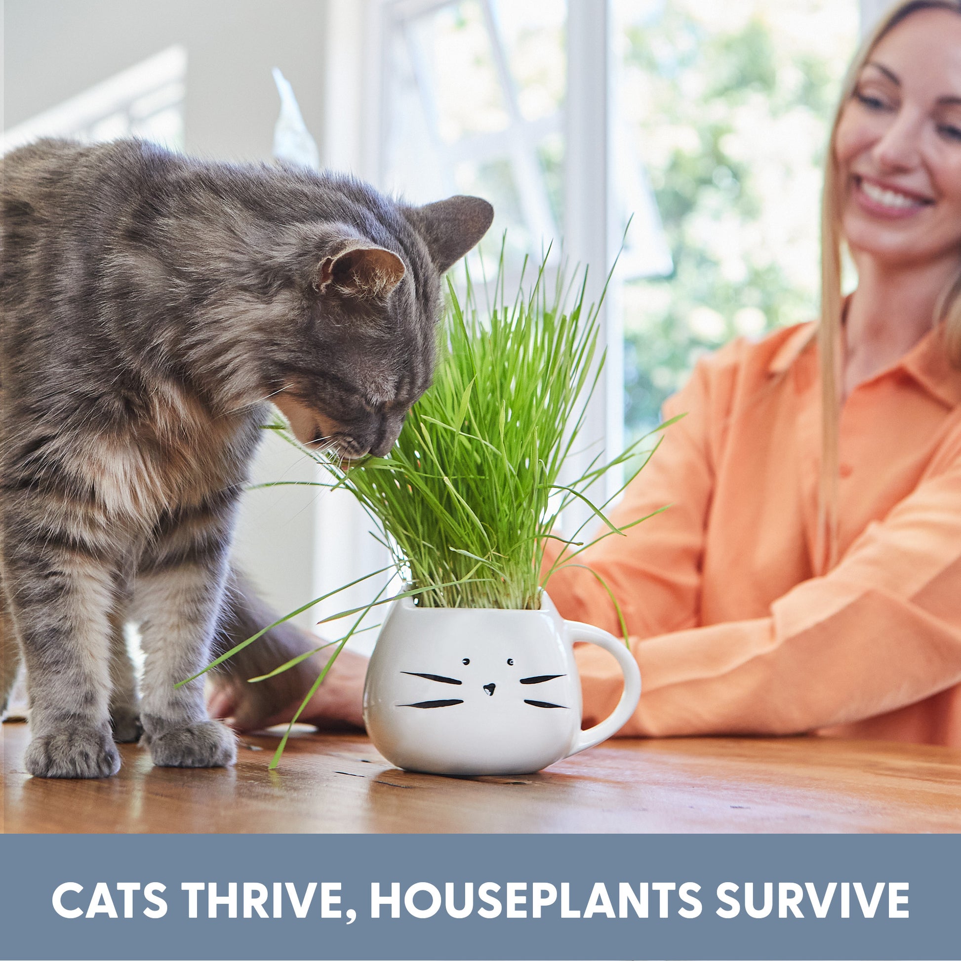 Catnip Seeds Organic Cat Grass Growing Kit Includes Ceramic