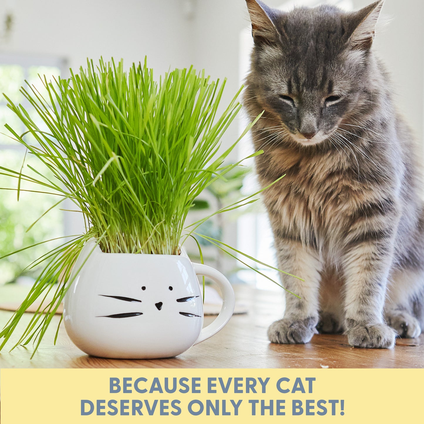 Cat Grass Growing Kit with Cat Grass Seed - White Cat Mug Planter
