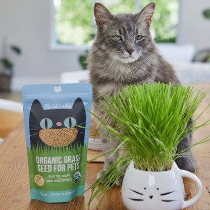 Organic Wheat Cat Grass Seeds (16 ounce)