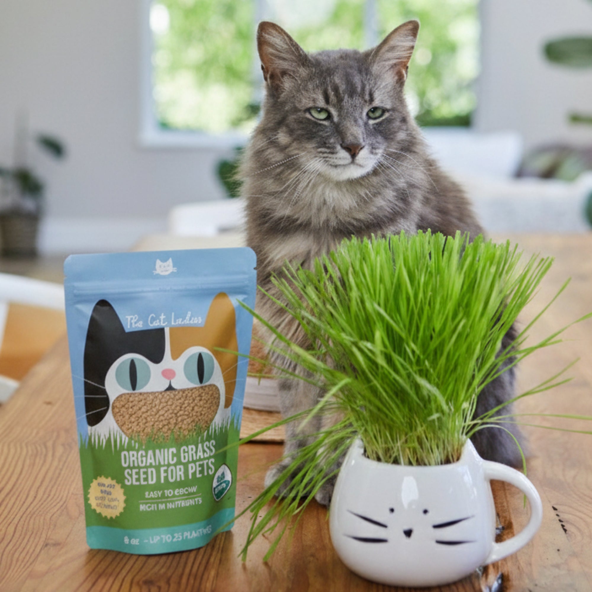 100% Organic Cat Grass Seeds (NON GMO) 8oz - The Cat Ladies
