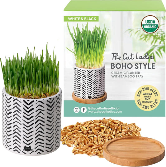 Pet Grass Seeds Kit with Boho Planter and Bamboo Tray