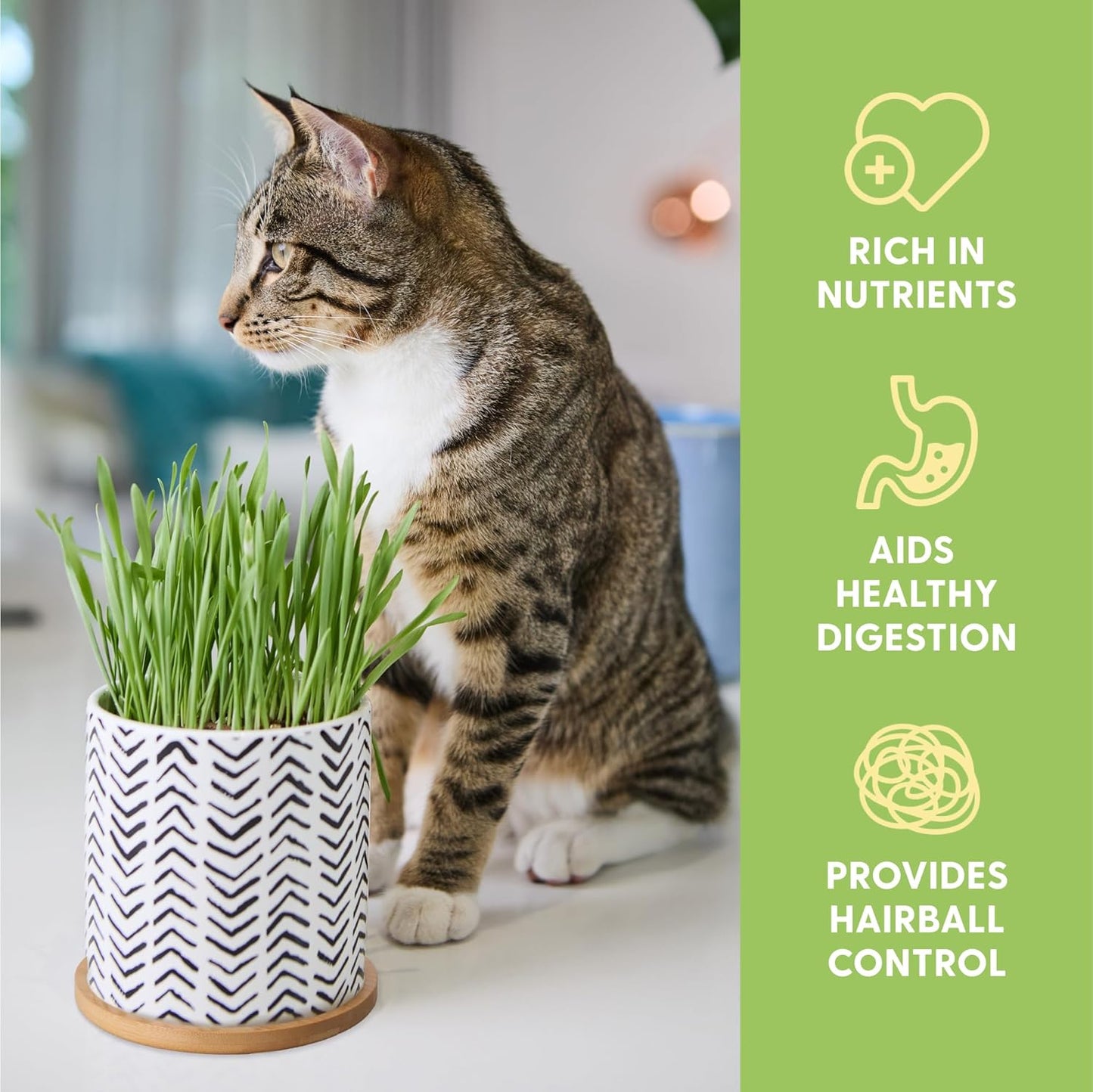 Pet Grass Seeds Kit with Boho Planter and Bamboo Tray