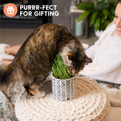 Pet Grass Seeds Kit with Boho Planter and Bamboo Tray