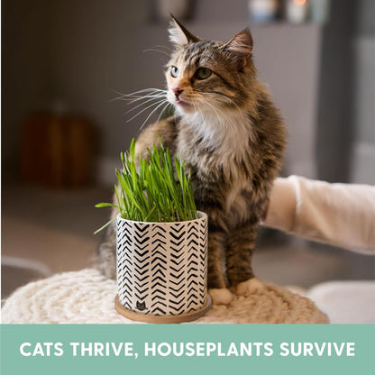 Pet Grass Seeds Kit with Boho Planter and Bamboo Tray
