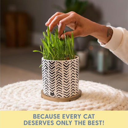 Pet Grass Seeds Kit with Boho Planter and Bamboo Tray