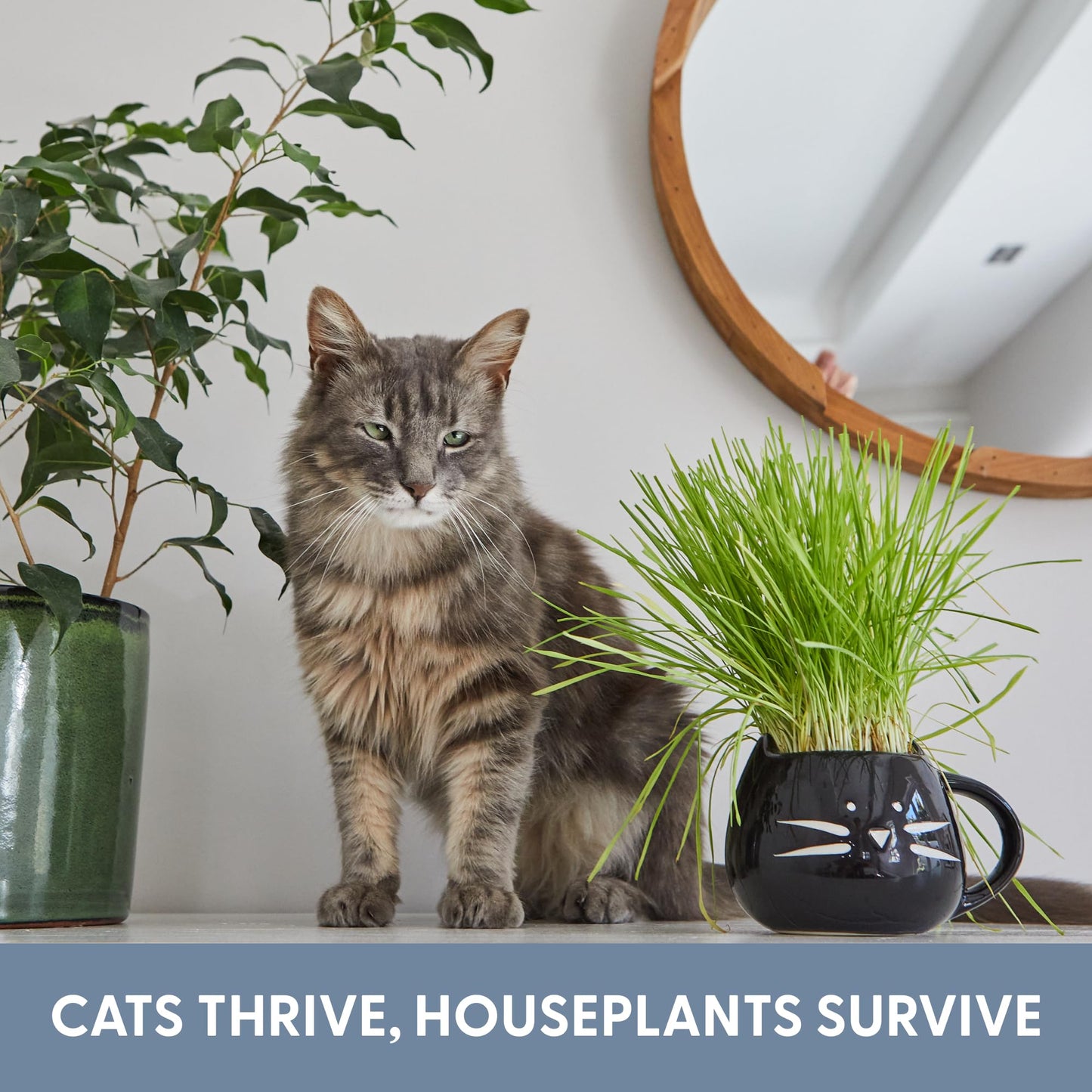 grass plants for indoor cats Cat Grass Growing Kit with Organic Seed Mix & Soil