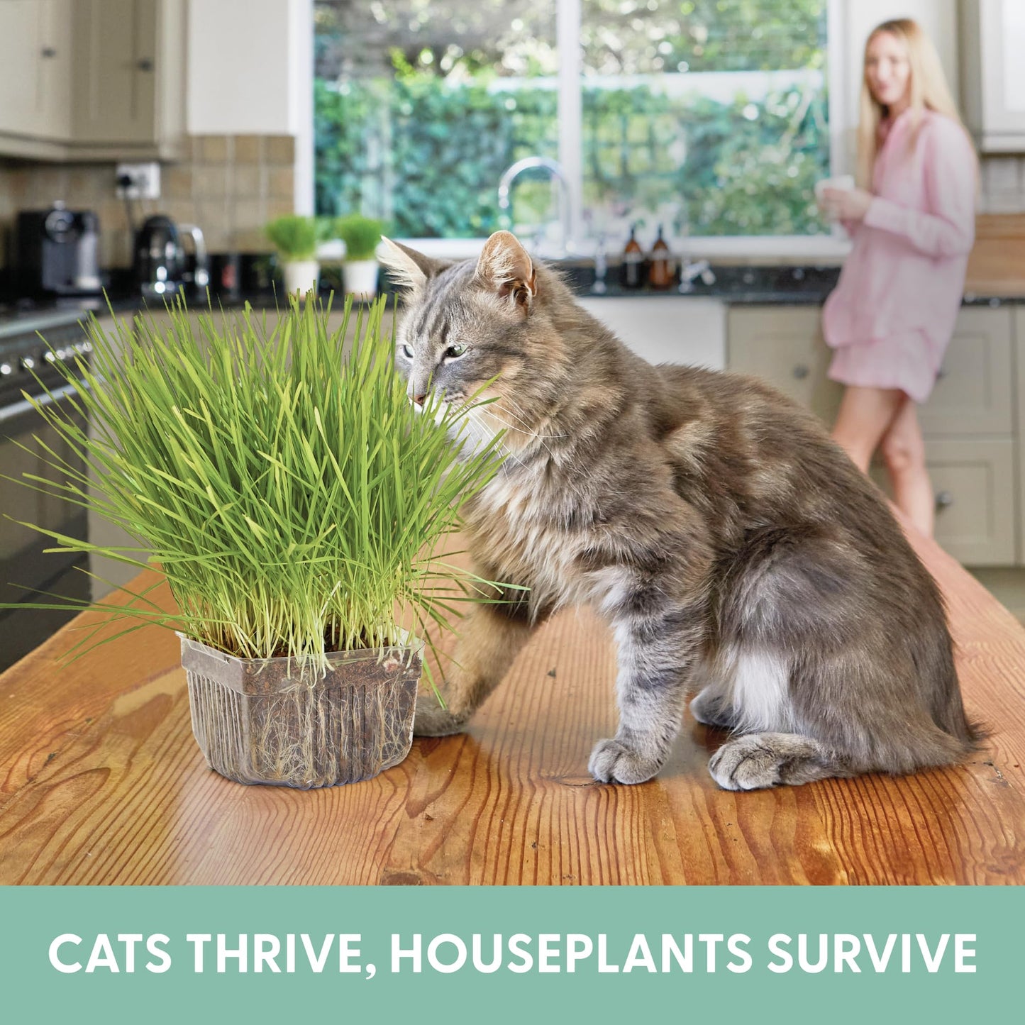 cat grass indoor plant The Cat Ladies Cat Grass for Indoor Cats