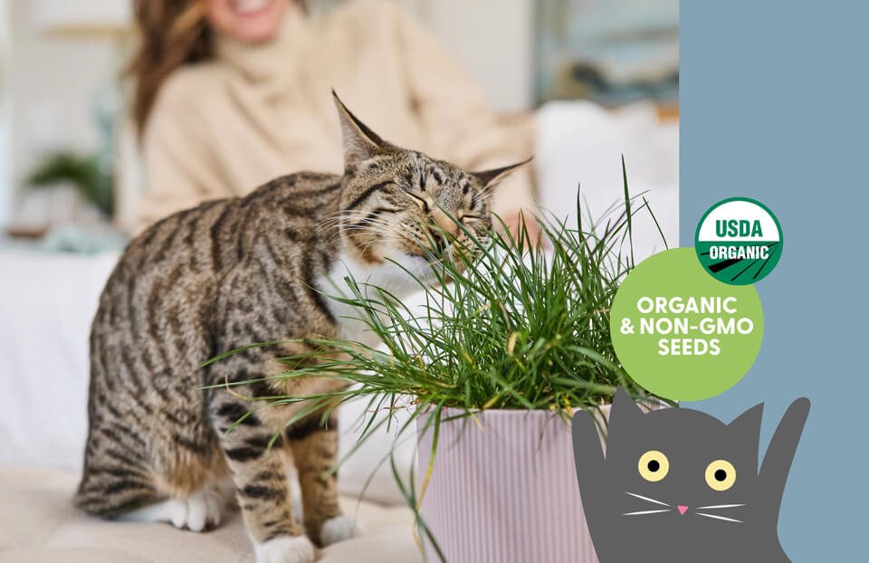 Cat Grass Growing Kit with Organic Seed Mix & Soil - Two Cat