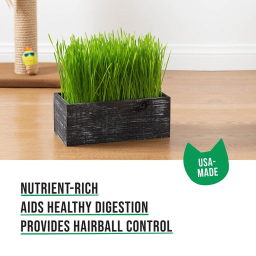 Cat Grass Kit (Organic) Complete with Rustic Wood Planter, Seed and Soil - Black
