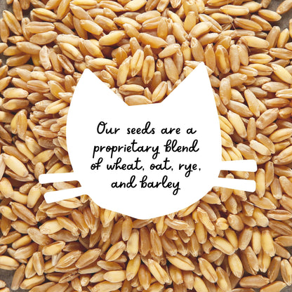 The cat ladies cat grass seed blend