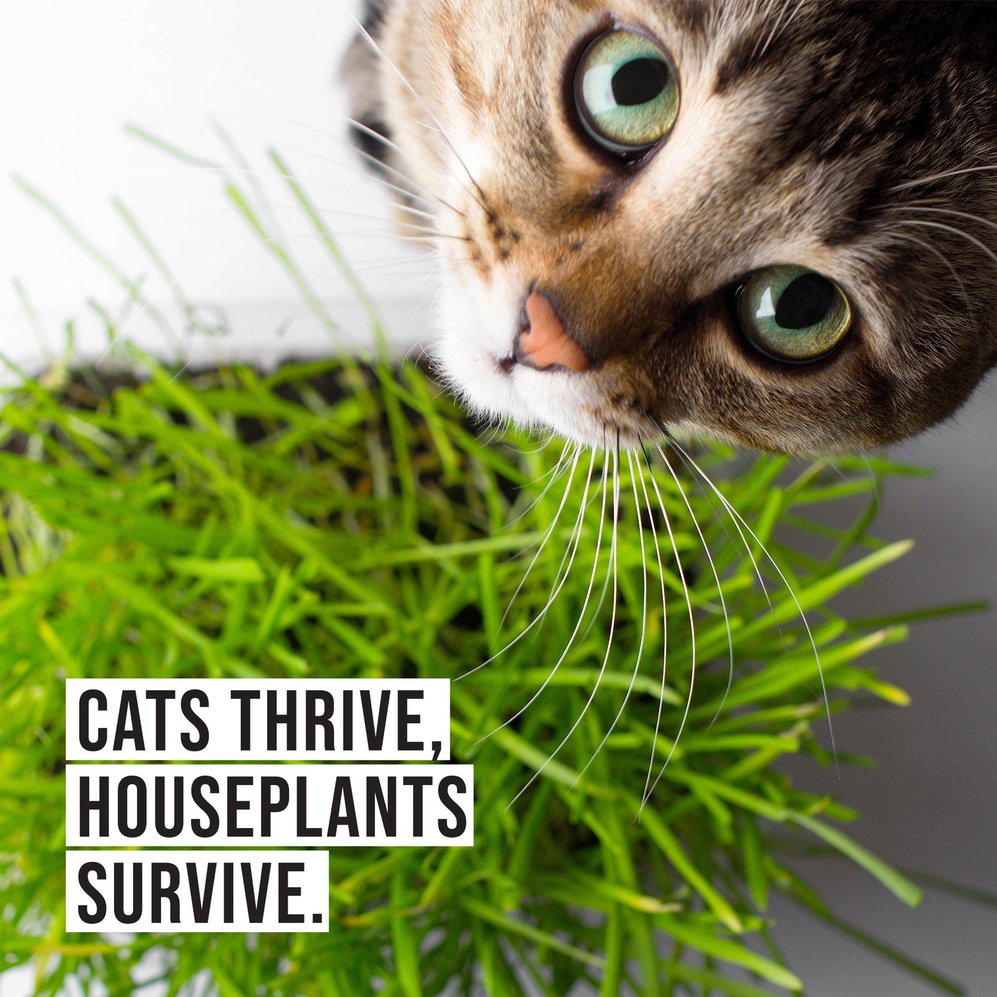 Healthy Cat with cat grass