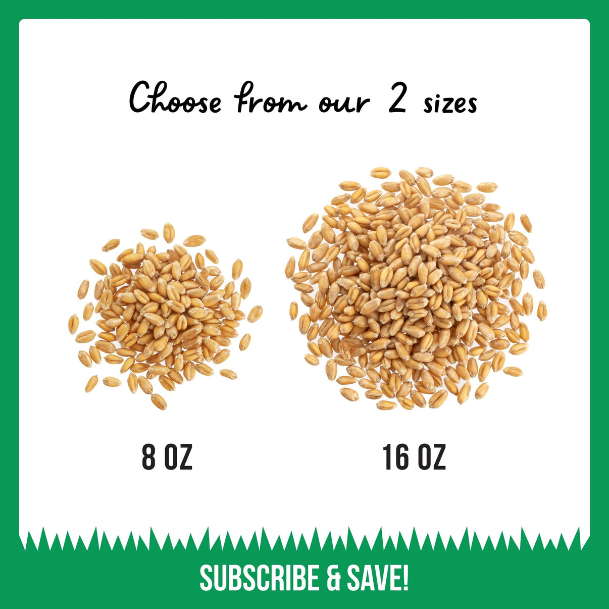 Organic Wheat Grass Seeds, Cat Grass Seeds (16oz) The Cat Ladies